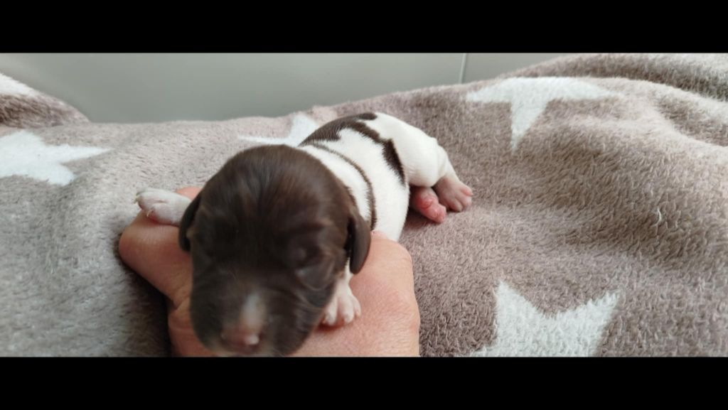 Brush Master - Chiots disponibles - English Springer Spaniel