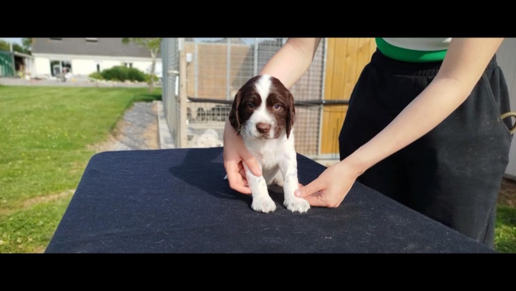 Brush Master - Chiots disponibles - English Springer Spaniel