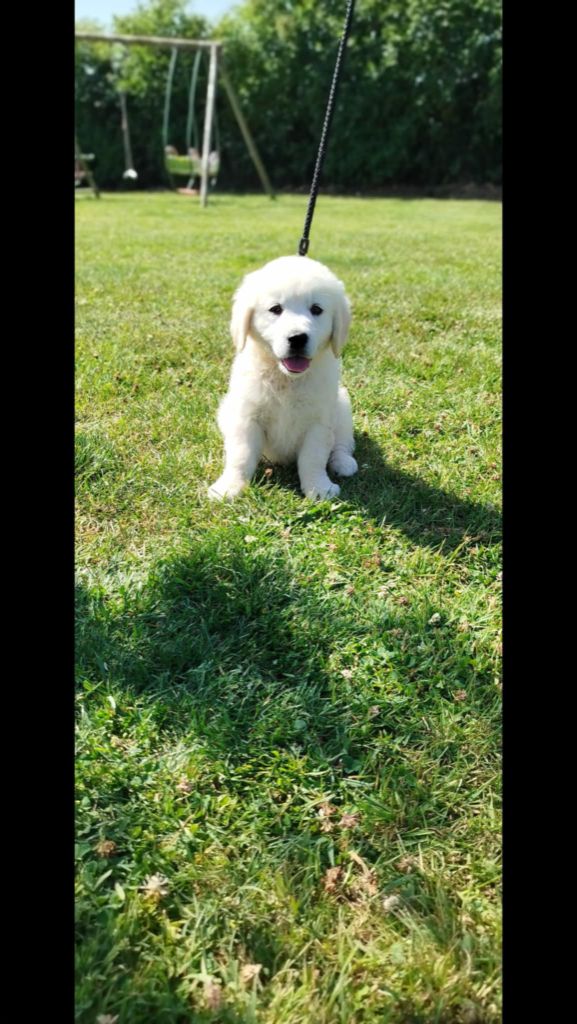 Brush Master - Chiots disponibles - Golden Retriever