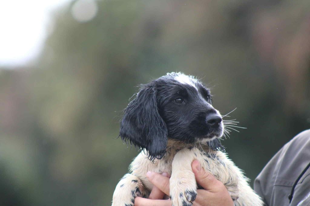 Brush Master - Chiots disponibles - English Springer Spaniel