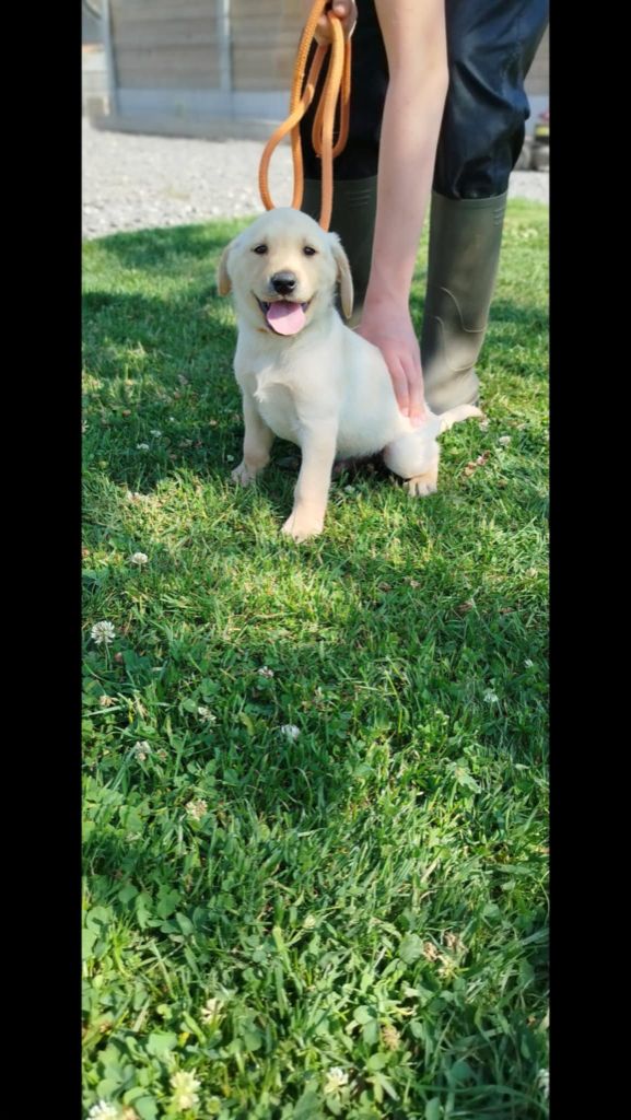 Brush Master - Chiots disponibles - Labrador Retriever