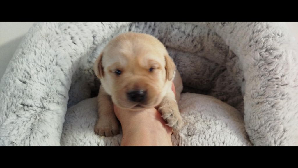 Brush Master - Chiots disponibles - Labrador Retriever