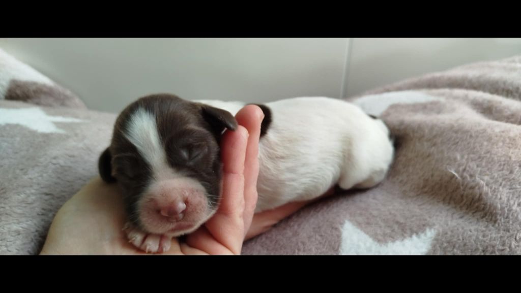 Brush Master - Chiots disponibles - English Springer Spaniel