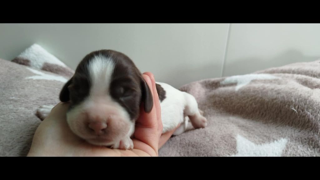 Brush Master - Chiots disponibles - English Springer Spaniel
