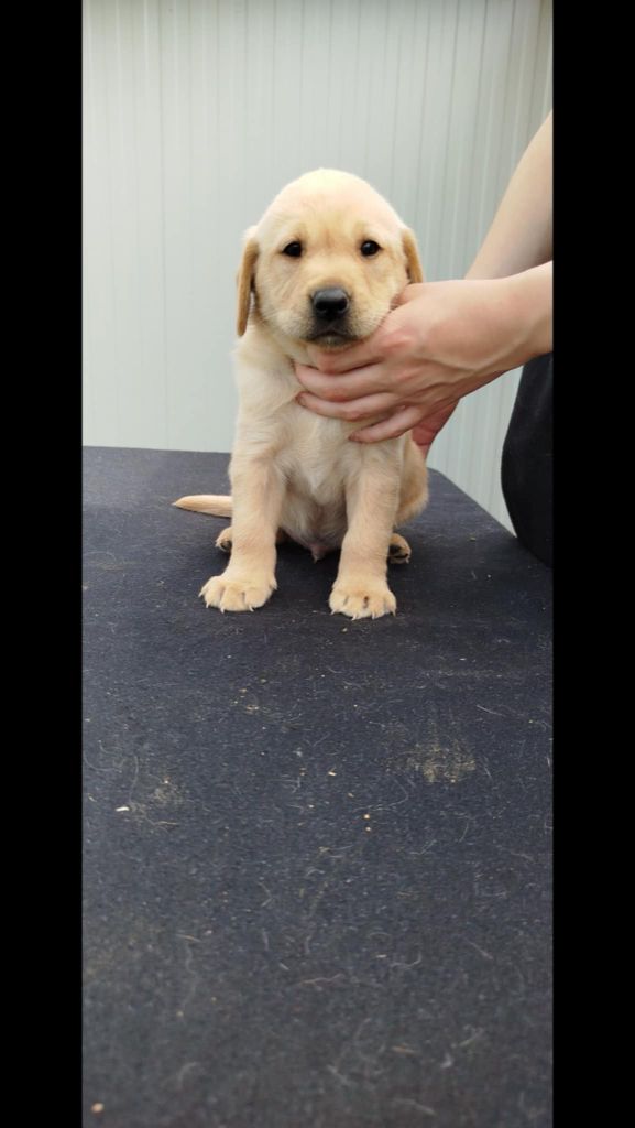 Brush Master - Chiots disponibles - Labrador Retriever