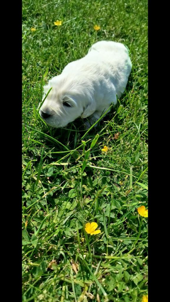 Brush Master - Chiots disponibles - Golden Retriever