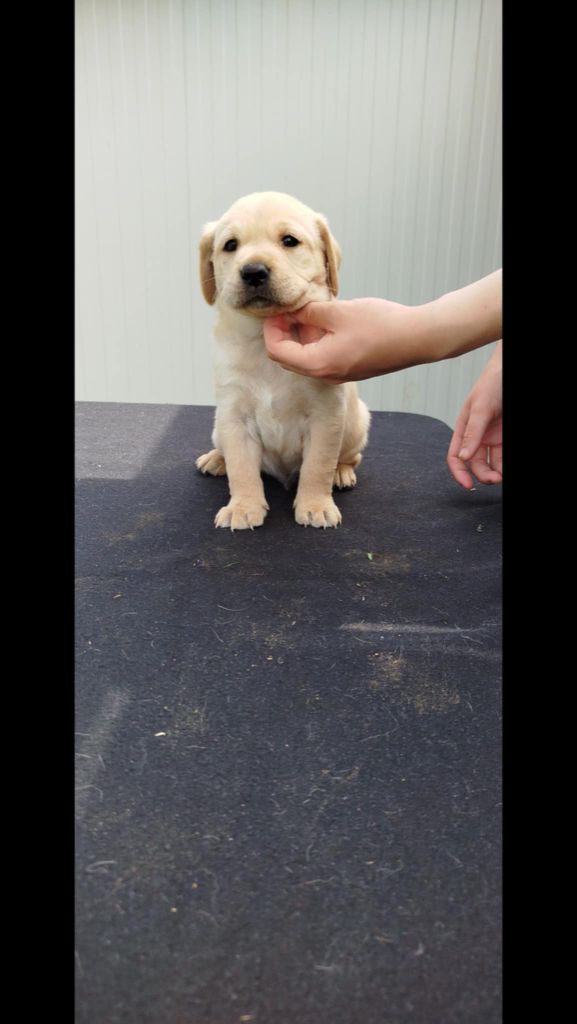 Brush Master - Chiots disponibles - Labrador Retriever