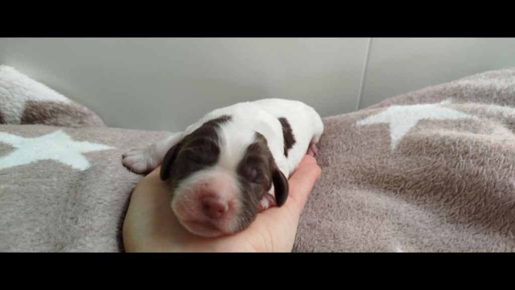 Brush Master - Chiots disponibles - English Springer Spaniel