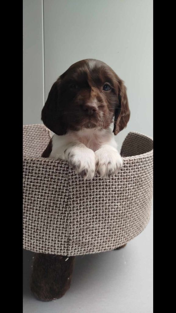 Brush Master - Chiots disponibles - English Springer Spaniel