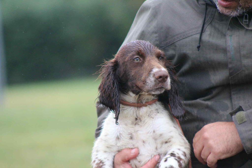 Brush Master - Chiots disponibles - English Springer Spaniel