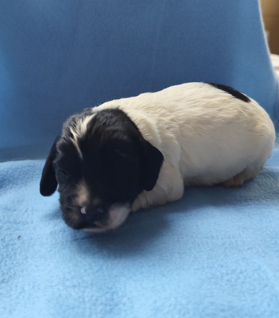 Brush Master - Chiots disponibles - English Springer Spaniel