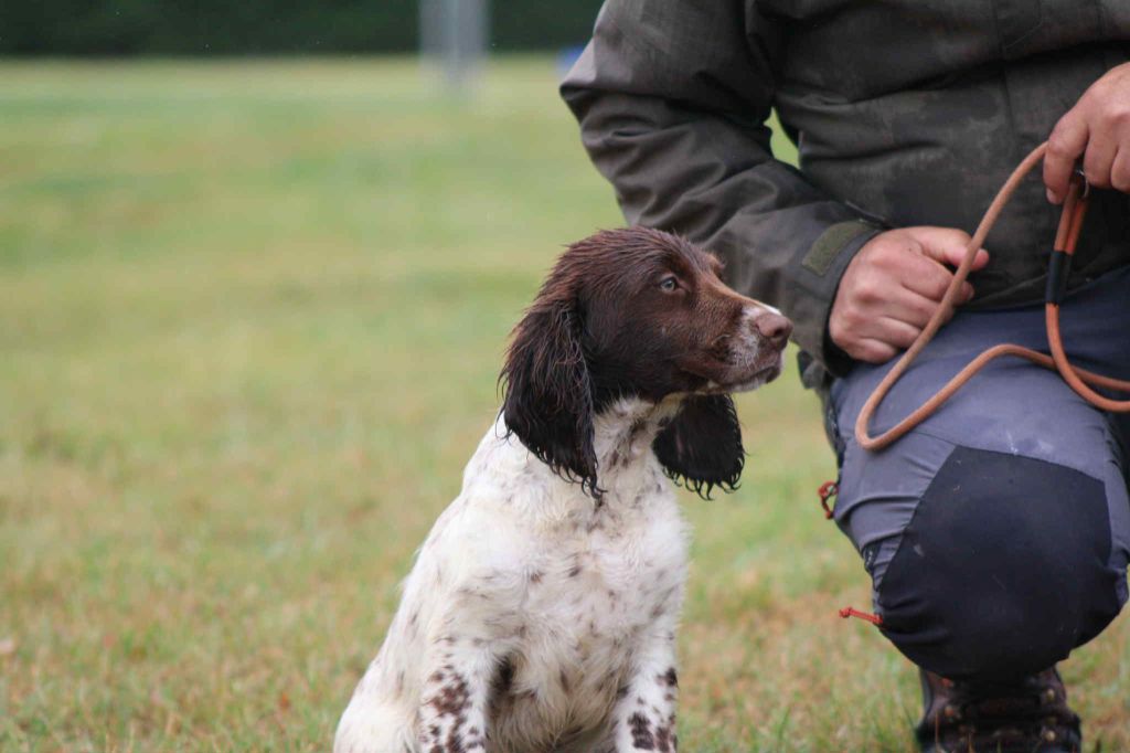 Brush Master - Chiots disponibles - English Springer Spaniel