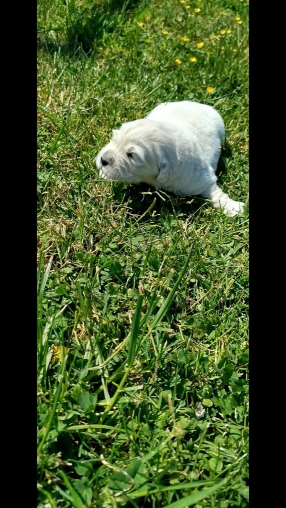 Brush Master - Chiots disponibles - Golden Retriever