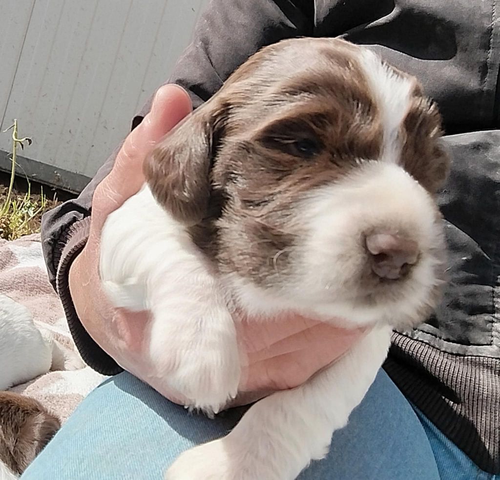 Brush Master - Chiots disponibles - English Springer Spaniel
