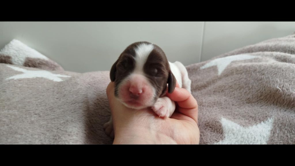Brush Master - Chiots disponibles - English Springer Spaniel