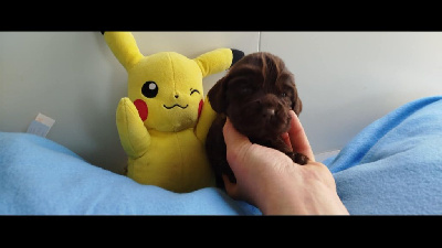 CHIOT 8