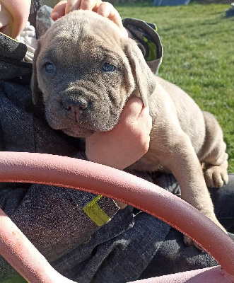 CHIOT 9