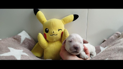 CHIOT 6