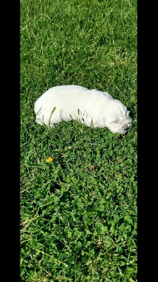 CHIOT 3