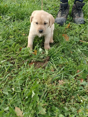 CHIOT 2