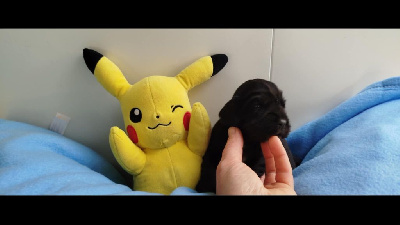CHIOT 4