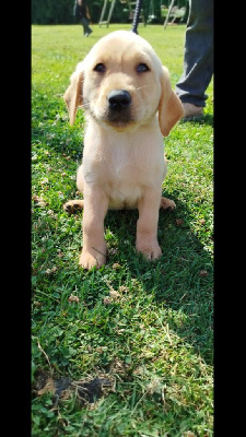 CHIOT 4