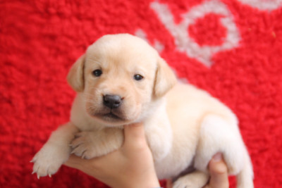 Chiot N°1