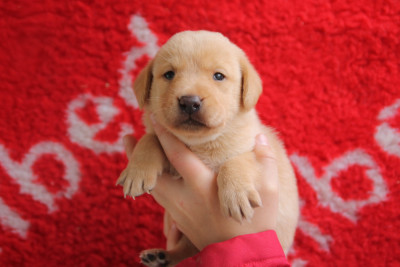 Chiot N°2