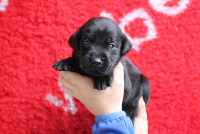 Chiot N°4