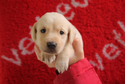 Chiot N°5