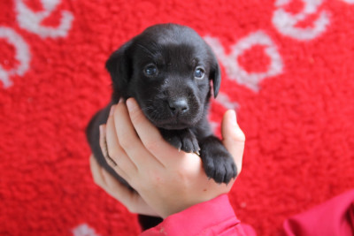 Chiot N°9