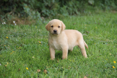 Chiot N°2