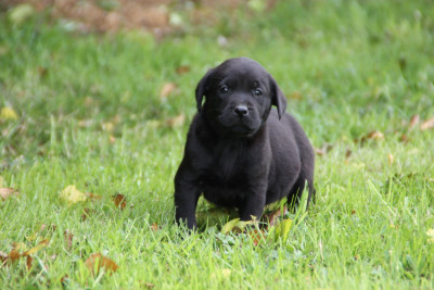 Chiot N°4