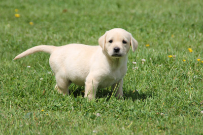 Chiot N°6