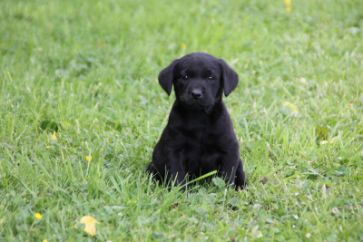 Chiot N°8