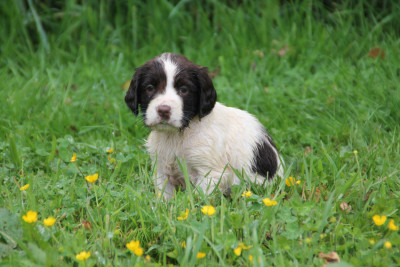 Chiot N°4