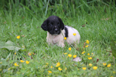 Chiot N°6