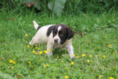 Chiot N°8