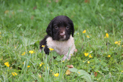 Chiot N°9