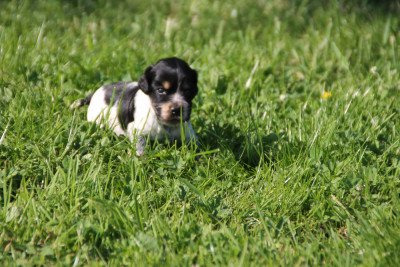 Chiot N°2