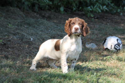 Chiot N°1