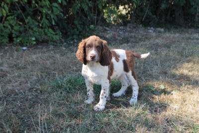 Chiot N°3