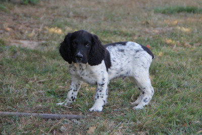 Chiot N°4