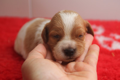 Chiot N°1