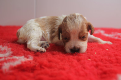 Chiot N°2