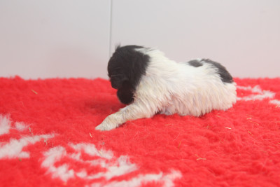 Chiot N°5