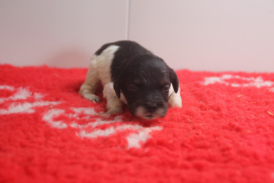 Chiot N°6