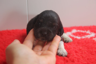 Chiot N°8