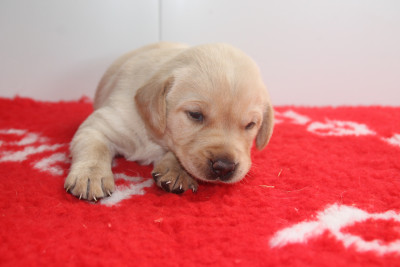 Chiot N°2
