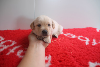 Chiot N°5